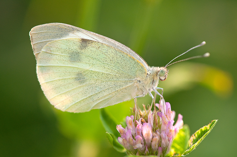 Pieris rapae