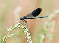 Calopteryx splenden