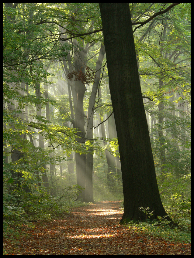 Magic Forest