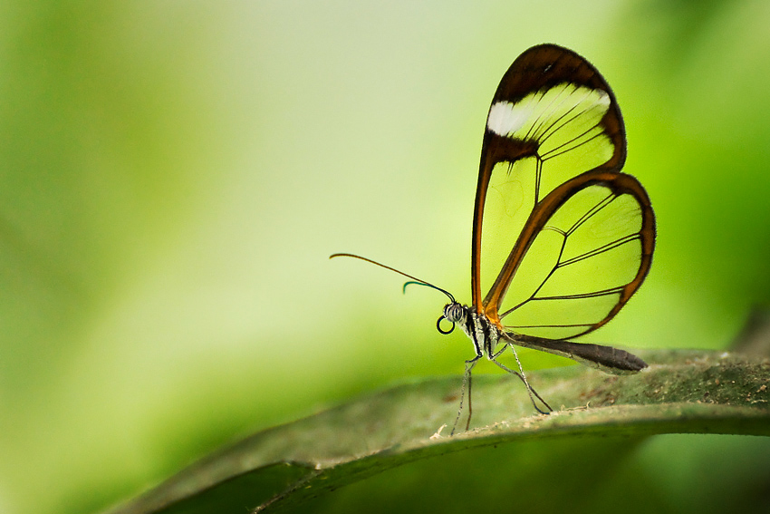 ~Glasswing Butterfly~