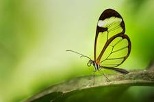 ~Glasswing Butterfly~