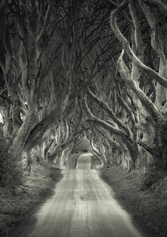 DARK HEDGES