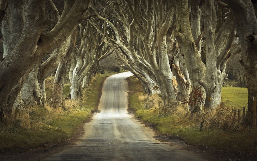 dARK HEDGES 2