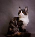 Asmita - Maine Coon