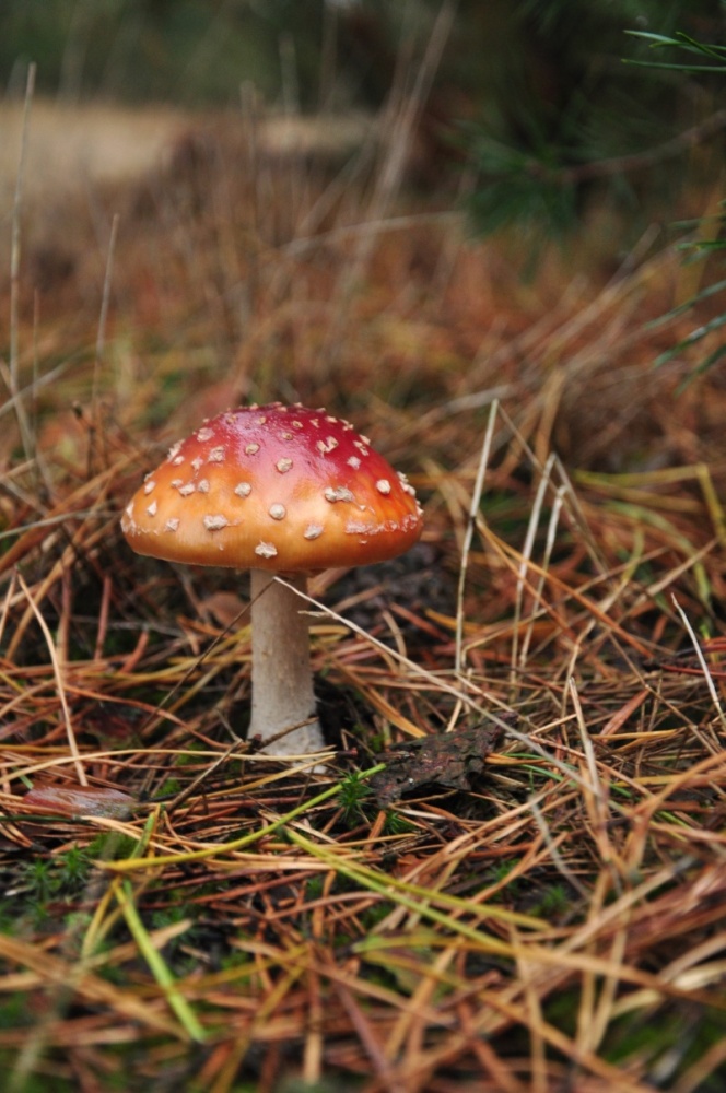 Mushroom na polanie...
