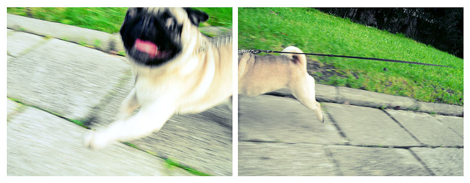 crazy pug