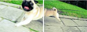 crazy pug