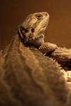 Pogona Vitticeps