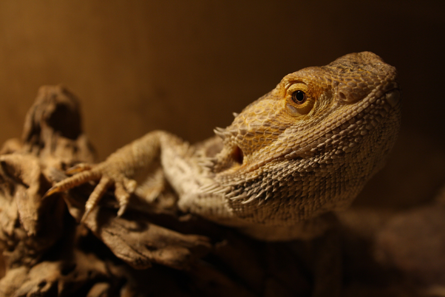 Pogona #2