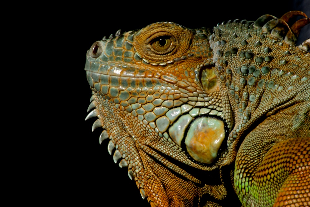 Iguana