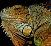 Iguana