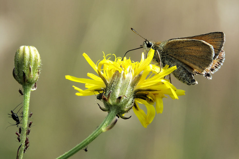 Motyl