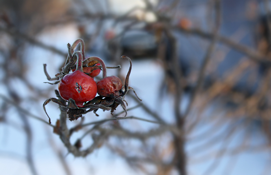 Rosa Canina