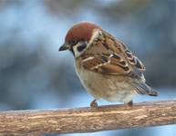 Mazurek ( Passer montanus )