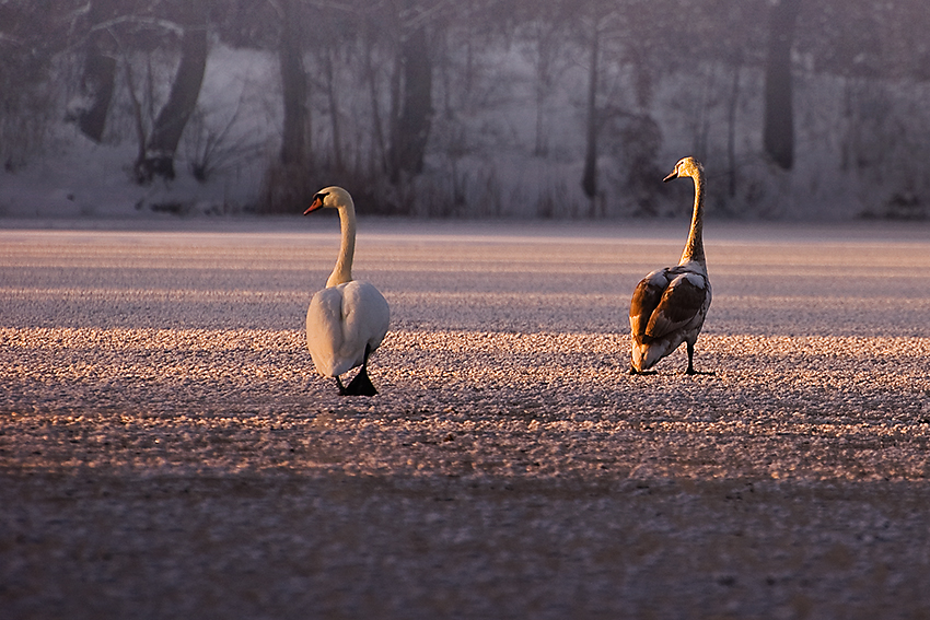 Stąpanie po lodzie