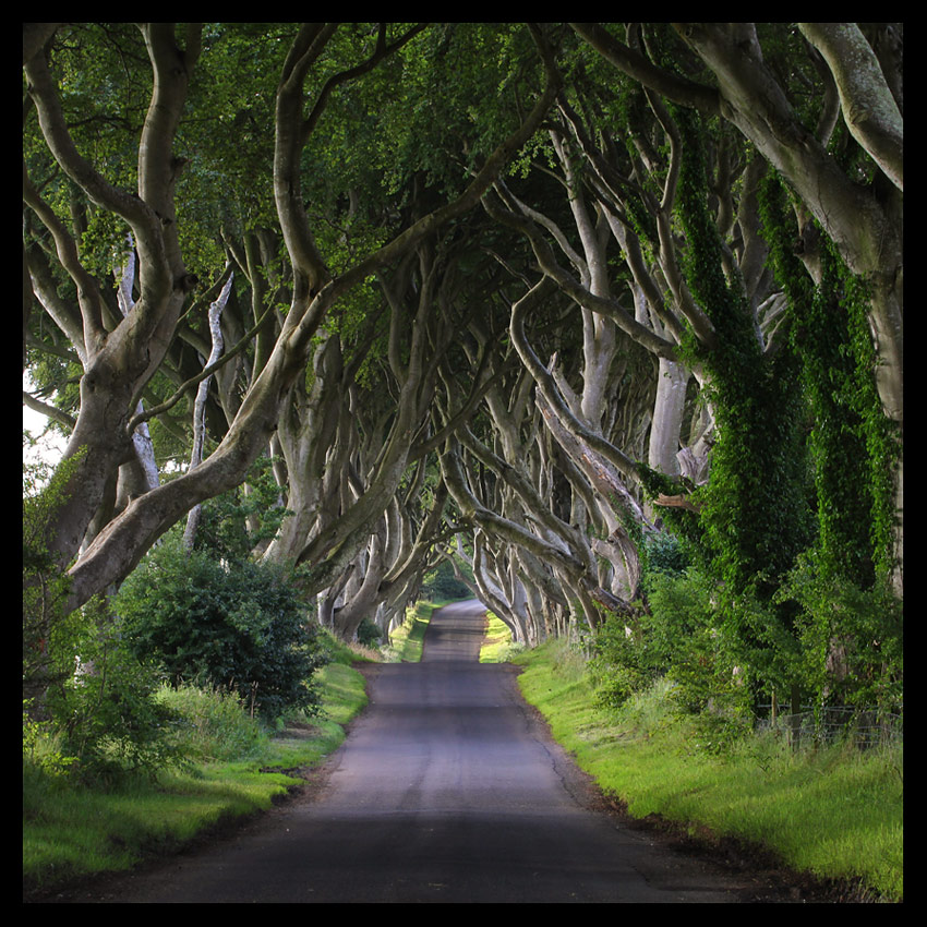 Dark Hedges