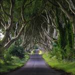 Dark Hedges