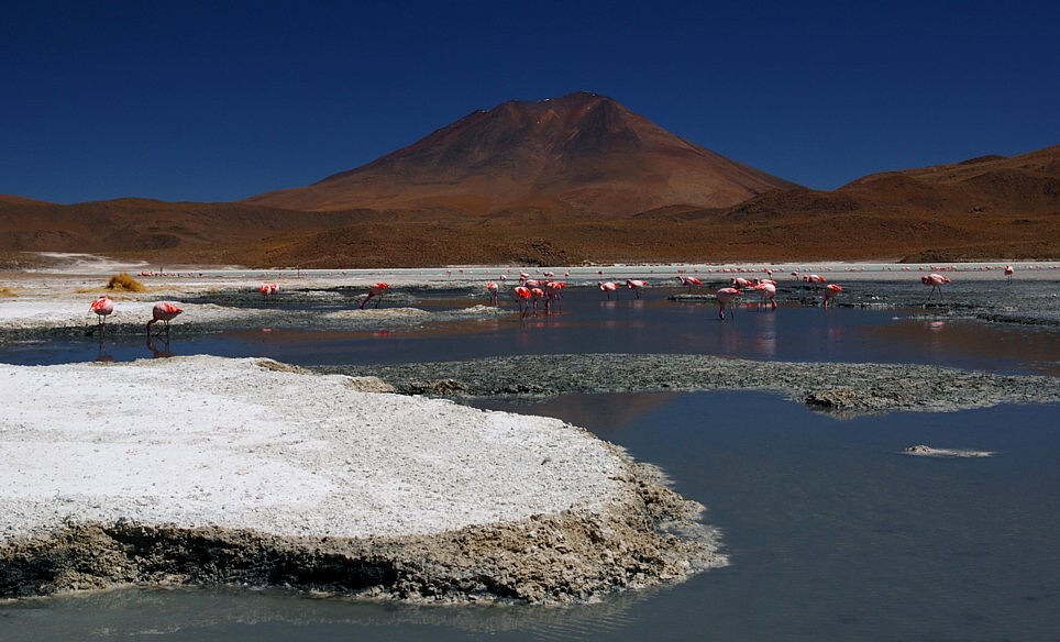 Laguna i ... 'flamingos'