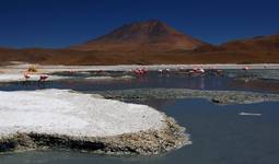 Laguna i ... 'flamingos'