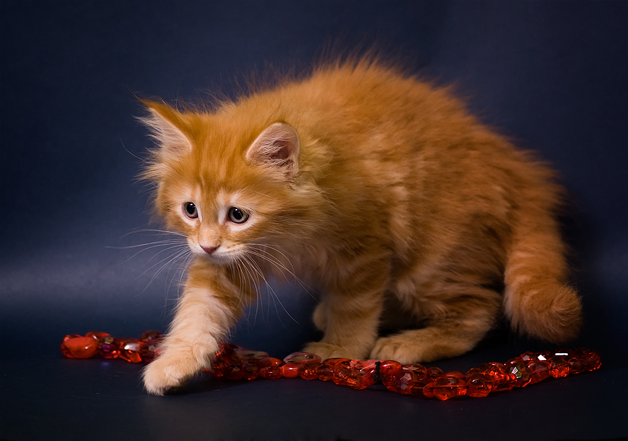 Lion - Maine Coon (7tyg.)