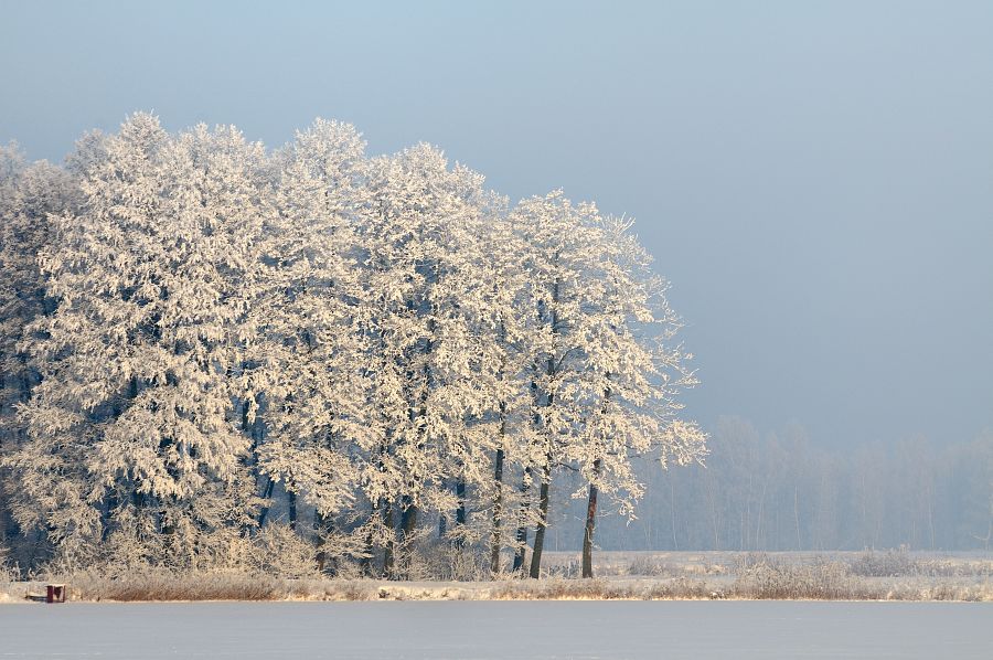 Drzewa nad stawem