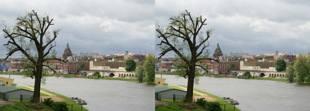 Panorama z drzewem