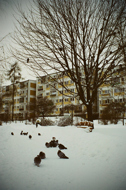 Latające szczury