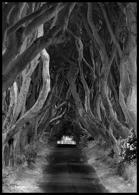 The Dark Hedges