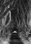 The Dark Hedges