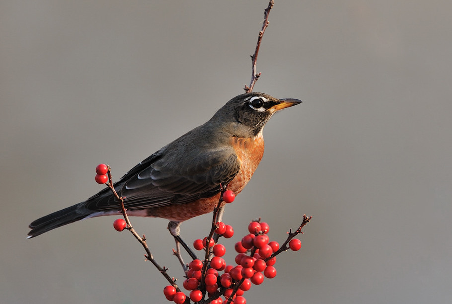 American Robin (Turdus migratorius )