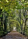 Park pałacowy - Rogalin