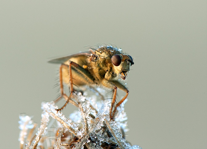 Scathophaga stercoraria