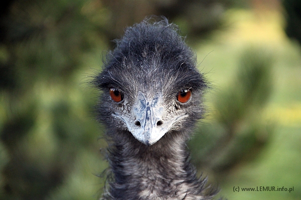 Emu