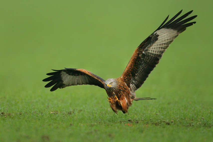 Kania ruda, Red Kite (Milvus milvus)