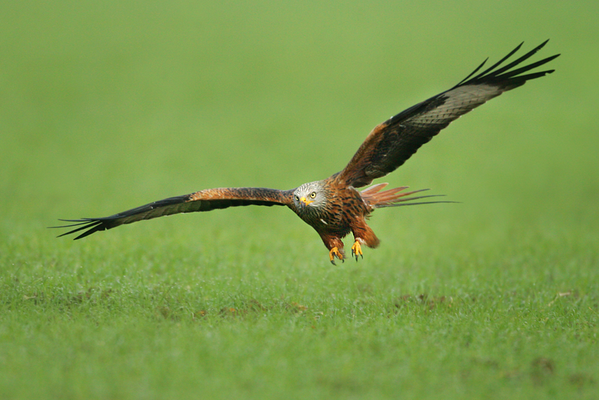 Kania ruda, Red Kite (Milvus milvus)