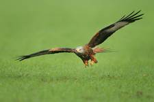 Kania ruda, Red Kite (Milvus milvus)