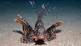 lion fish