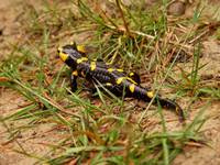 Salamandra