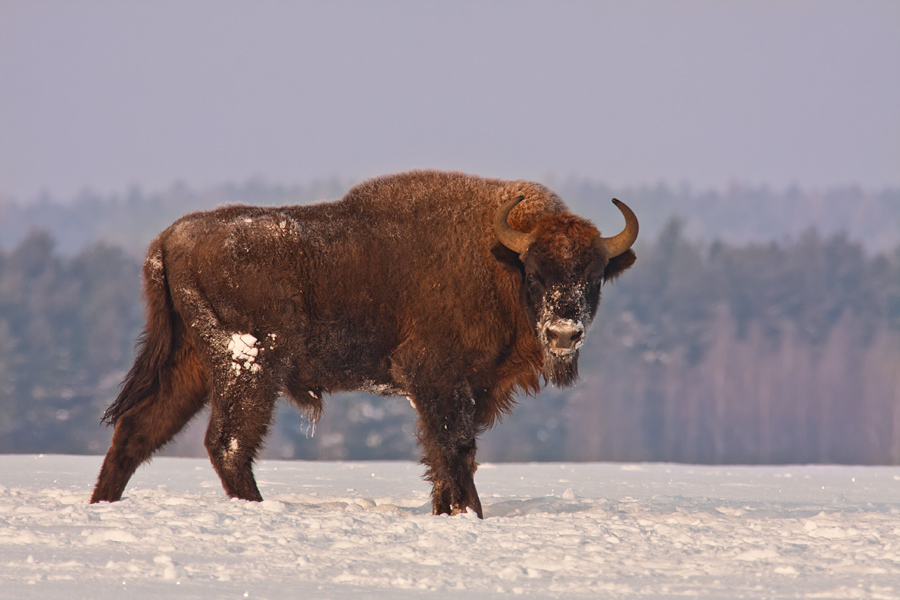 Bison Bonasus