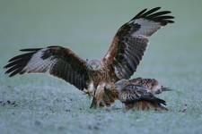 Kania ruda, Red Kite (Milvus milvus)