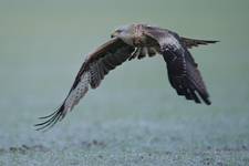 Kania ruda, Red Kite (Milvus milvus)