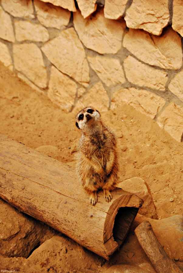 Timon!