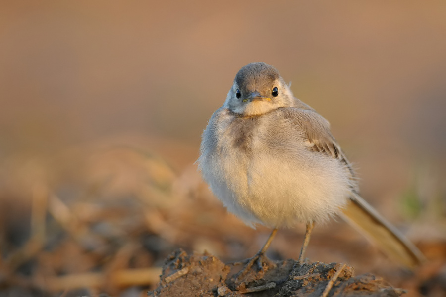 Motacilla alba