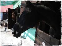 . Mansua . < 3 .