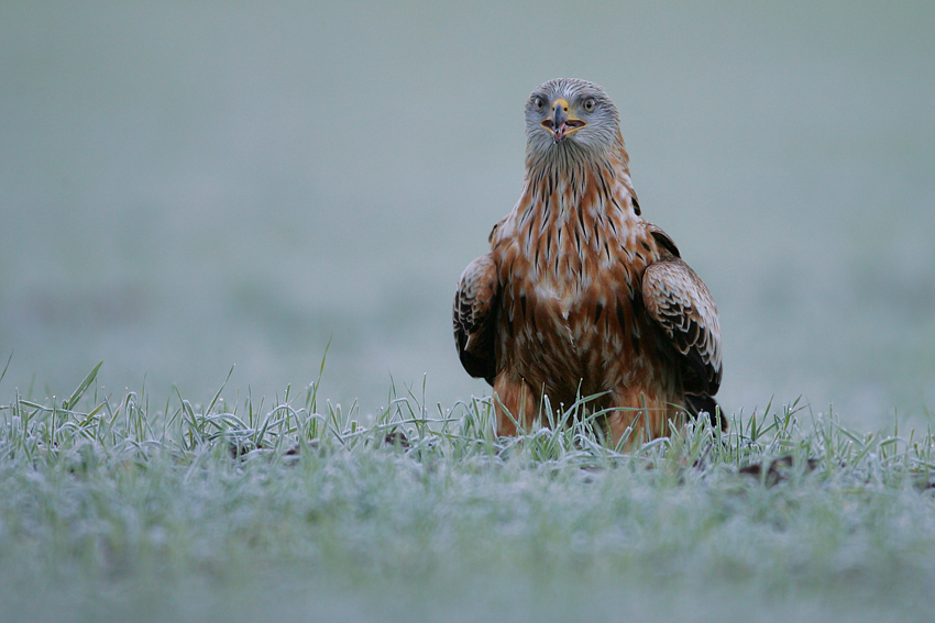 Kania ruda, Red Kite (Milvus milvus)