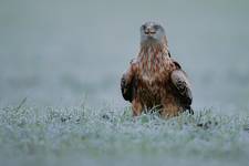 Kania ruda, Red Kite (Milvus milvus)