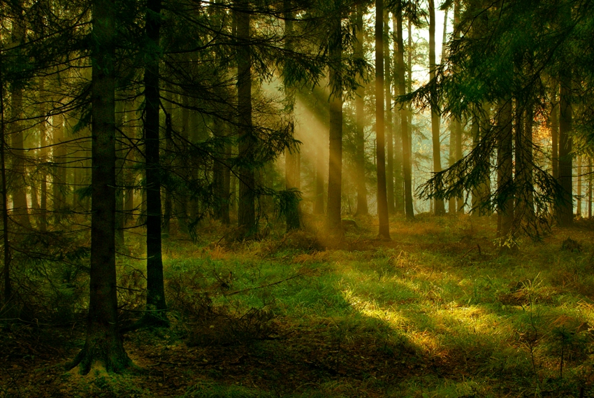 Leśne uroczysko daleko na Podlasiu