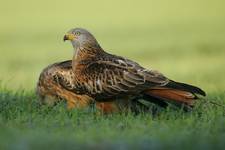 Kania ruda, Red Kite (Milvus milvus)