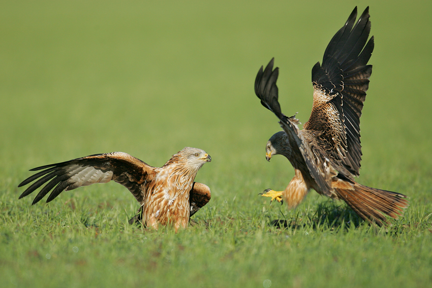 Kania ruda, Red Kite (Milvus milvus)