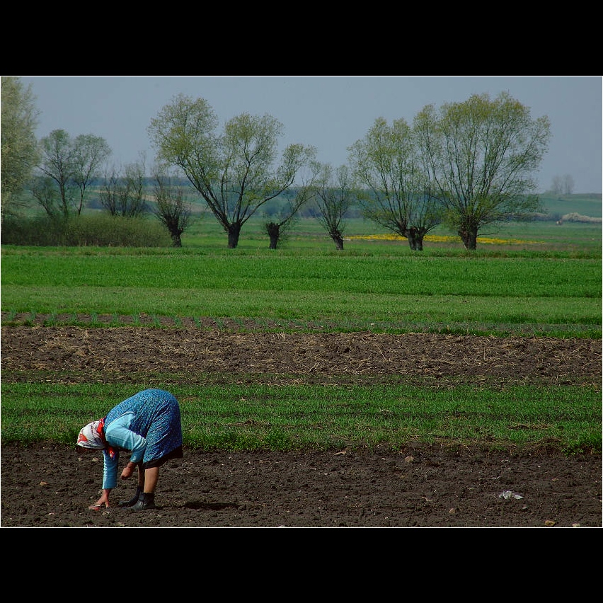 Kręgosłup Wysiada